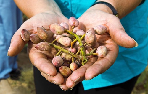 Woman's hands holding freshly harvested pistachios