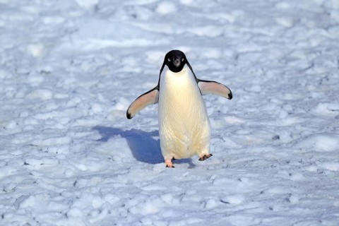Adelie Penguin (Pygoscelis adeliae)