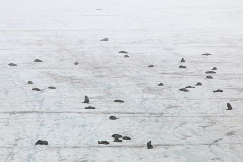 Antarctic Fur Seals (Arctocephalus gazella)
