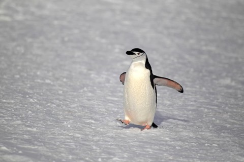 Chinstrap Penguin (Pygoscelis antarctica)