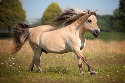 Norwegian Pony
