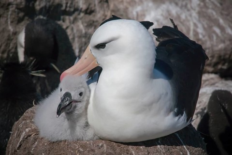 Black-browed Albatross or Black-browed Mollymawk (Thalassarche melanophris)