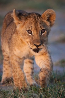 Young lion (Panthera leo)