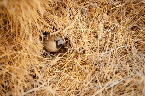 Sociable Weaver (Philetairus socius) at the entrance of its chamber