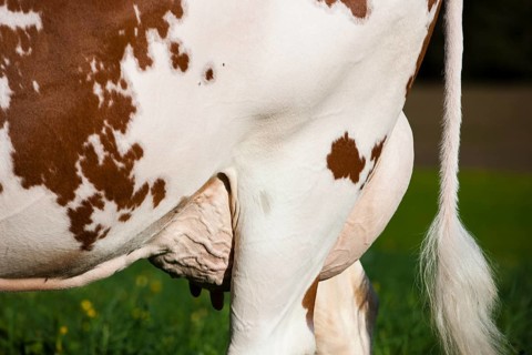 Red Holstein Cattle