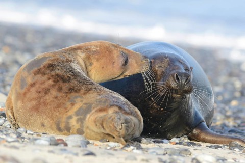 Grey Seals (Halichoerus grypus)