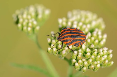 Striped Shield Bug (graphosoma lineatum)