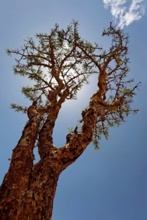 Frankincense or Olibanum-tree (Boswellia sacra)