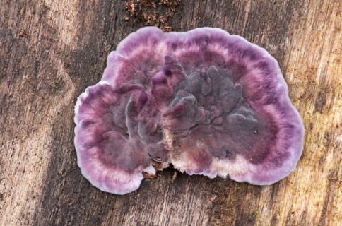 Silverleaf Fungus (Chondrostereum purpureum)