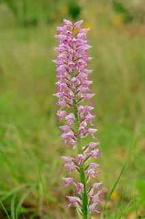 Hybrid of military orchid (Orchis militaris) and monkey orchid (Orchis simia)