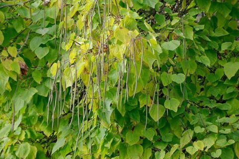 Southern Catalpa
