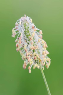 Timothy Grass or Herd's Grass (Phleum pratense)