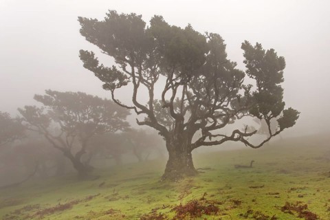 Old Bay Laurel Trees (Laurus nobilis) in the fog