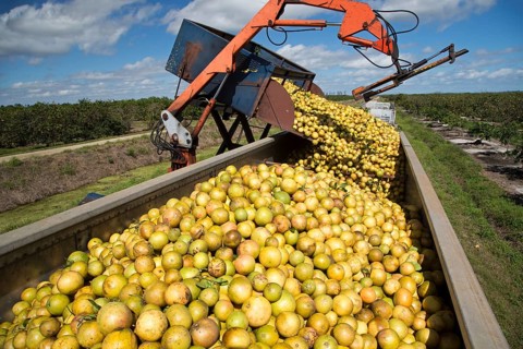 Grapefruit is harvested for juice in the Indian River Citrus District