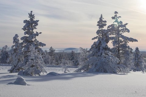 Snowy fir forest