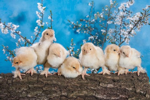 Domestic fowl chicks