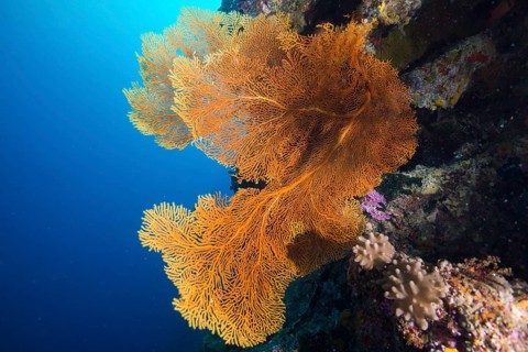 Giant Sea Fan