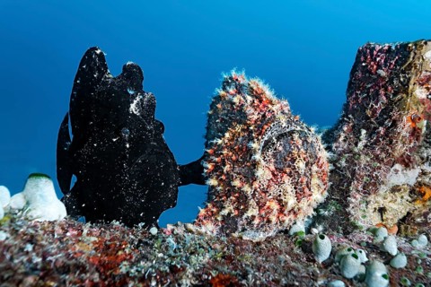 Two Commerson's Frogfish or Giant Frogfish (Antennarius commersonii)