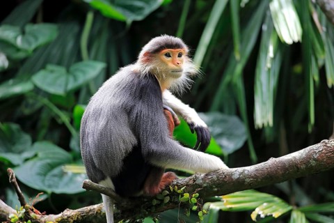 Red-shanked douc (Pygathrix nemaeus)