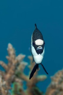 Whitetail dascyllus (Dascyllus aruanus)