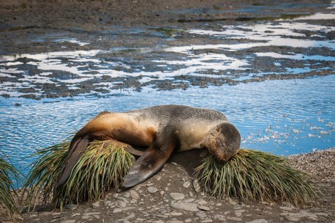 Antarctic Fur Seal (Arctocephalus gazella) resting on tussock grass
