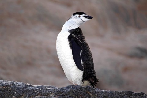 Chinstrap Penguin (Pygoscelis antarctica)