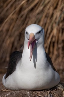 Black-browed Albatross or Black-browed Mollymawk (Thalassarche melanophris)