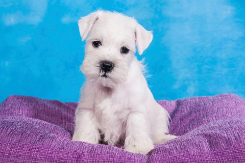 White Miniature Schnauzer