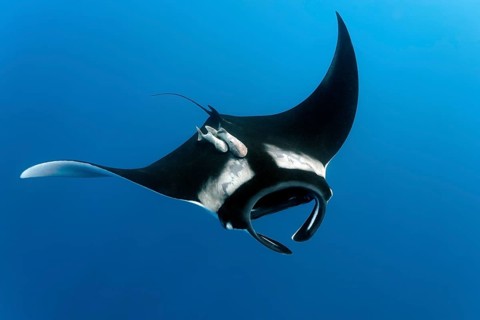 Reef manta ray (Manta alfredi)