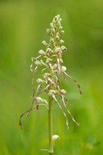 Lizard Orchid (Himantoglossum hircinum)