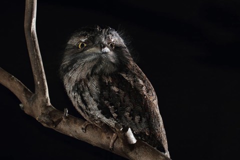 Tawny Frogmouth (Podargus strigoides)