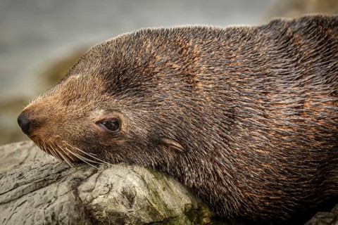 Southern Fur Seal (Arctocephalus forsteri)