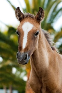 Lusitano horse