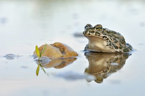 Green Toad (Bufo viridis complex) in an abandoned gravel pit