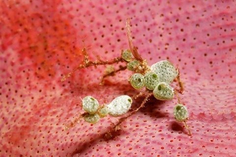 Spider Crab (Achaeus sp.) with decorations