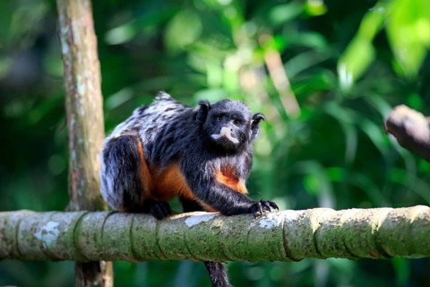 Red-chested Moustached Tamarin (Saguinus labiatus)