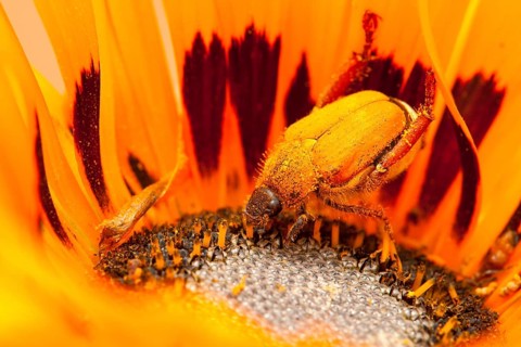 Orange-coloured beetle on an orange Gazania flower