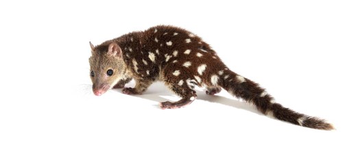 Tiger Quoll (Dasyurus maculatus)