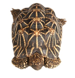 Indian Star Tortoise (Geochelone elegans)