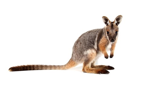 Yellow-Footed Rock-Wallaby (Petrogale xanthopus)