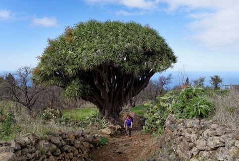 Canary Island Dragon Tree (Dracaena draco)