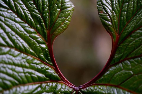 Leaf in front of the out of focus mountain jungle