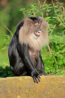 Lion-tailed Macaque or Wanderoo (Macaca silenus)