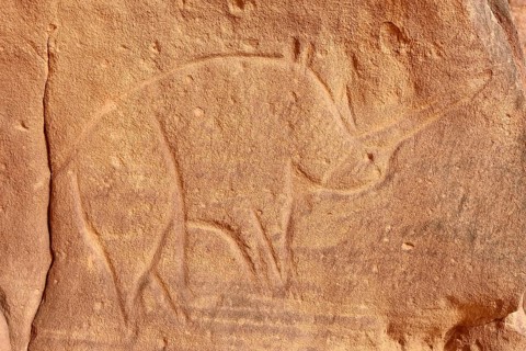 Rock engraving of a rhino