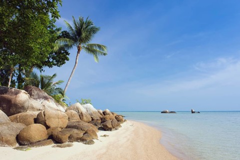 Beach with palm trees