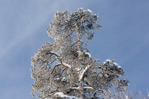 Ice-covered tree near Saariselka