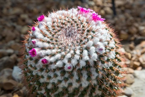 A cactus (Cactaceae) in bloom in the Desert House at the University of Michigan's Matthaei Botanical Gardens