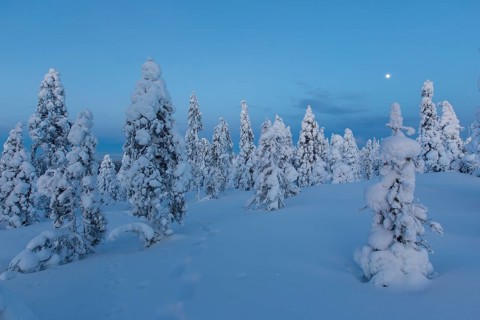 Finnish winter forest at twillight
