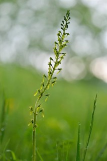 Common Twayblade (Neottia ovata)
