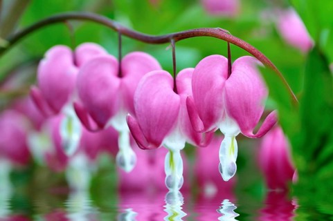 Bleeding Heart (Lamprocapnos spectabilis) touches a water surface